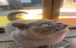 British Shorthair cats for sale: Blue bsh boy looking for his forever home.  - Image 6
