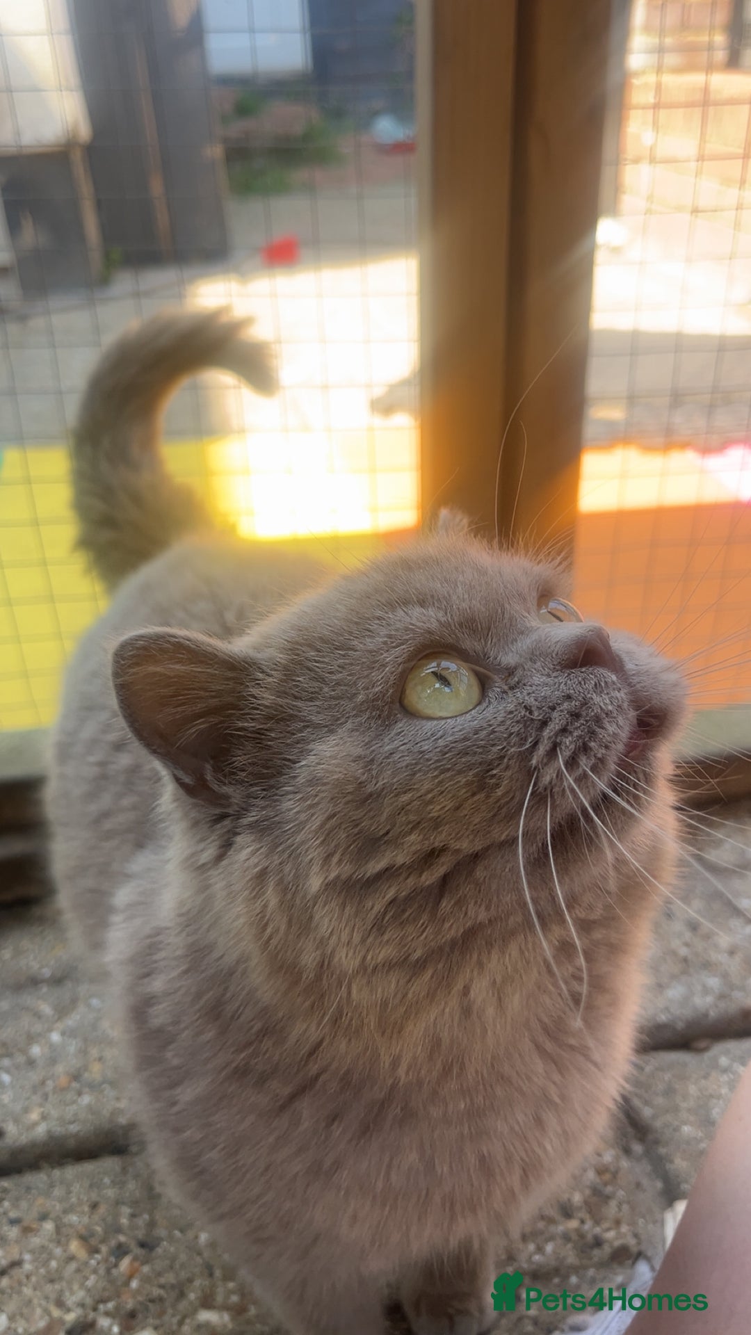 British Shorthair cats for sale: Blue bsh boy looking for his forever home.  - Image 6