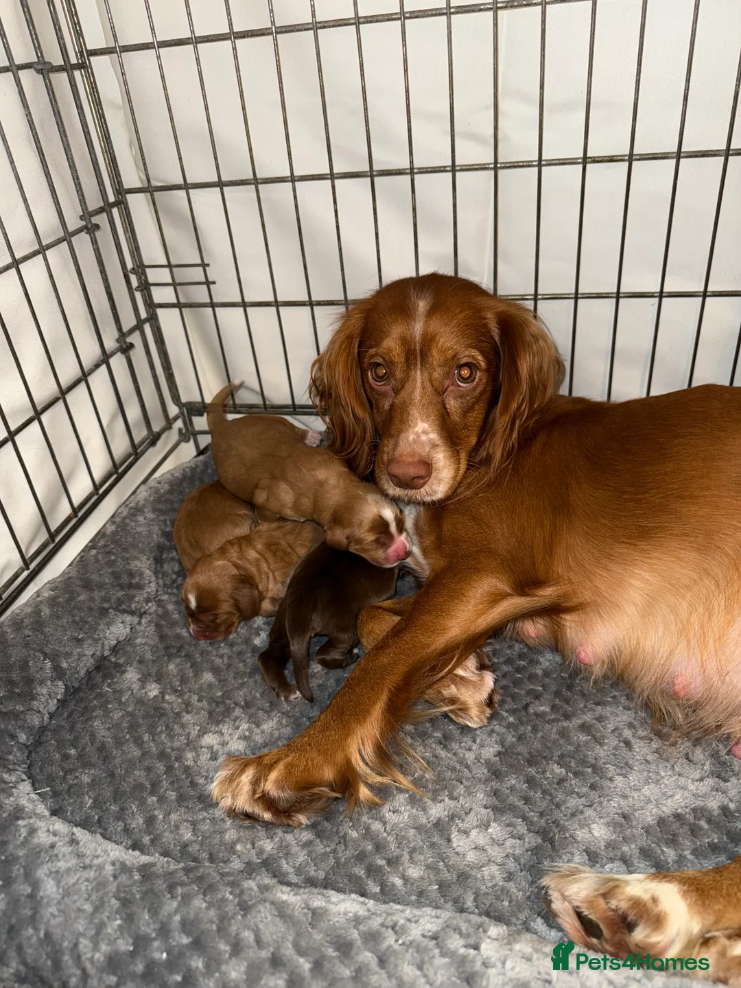 Cocker Spaniel dogs for sale: Cocker Spaniel Puppies - Advert 10