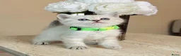 British Shorthair cats for sale: Lovely blue eye British shorthair kitten - Advert 3