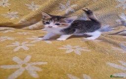 Mixed Breed cats for sale: 5 stunning kittens - Image 1