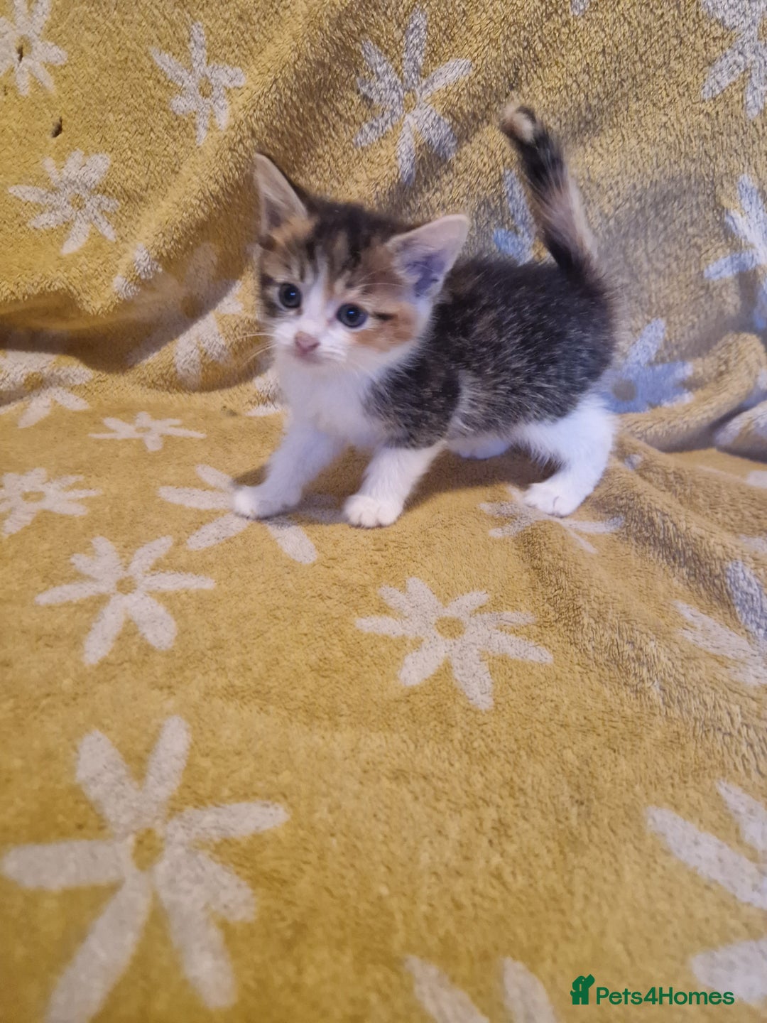 Mixed Breed cats for sale: 5 stunning kittens - Image 1
