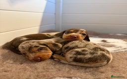 Miniature Dachshund dogs for sale: Miniature Dachshunds Puppies PRA Clear, KC Reg - Image 18