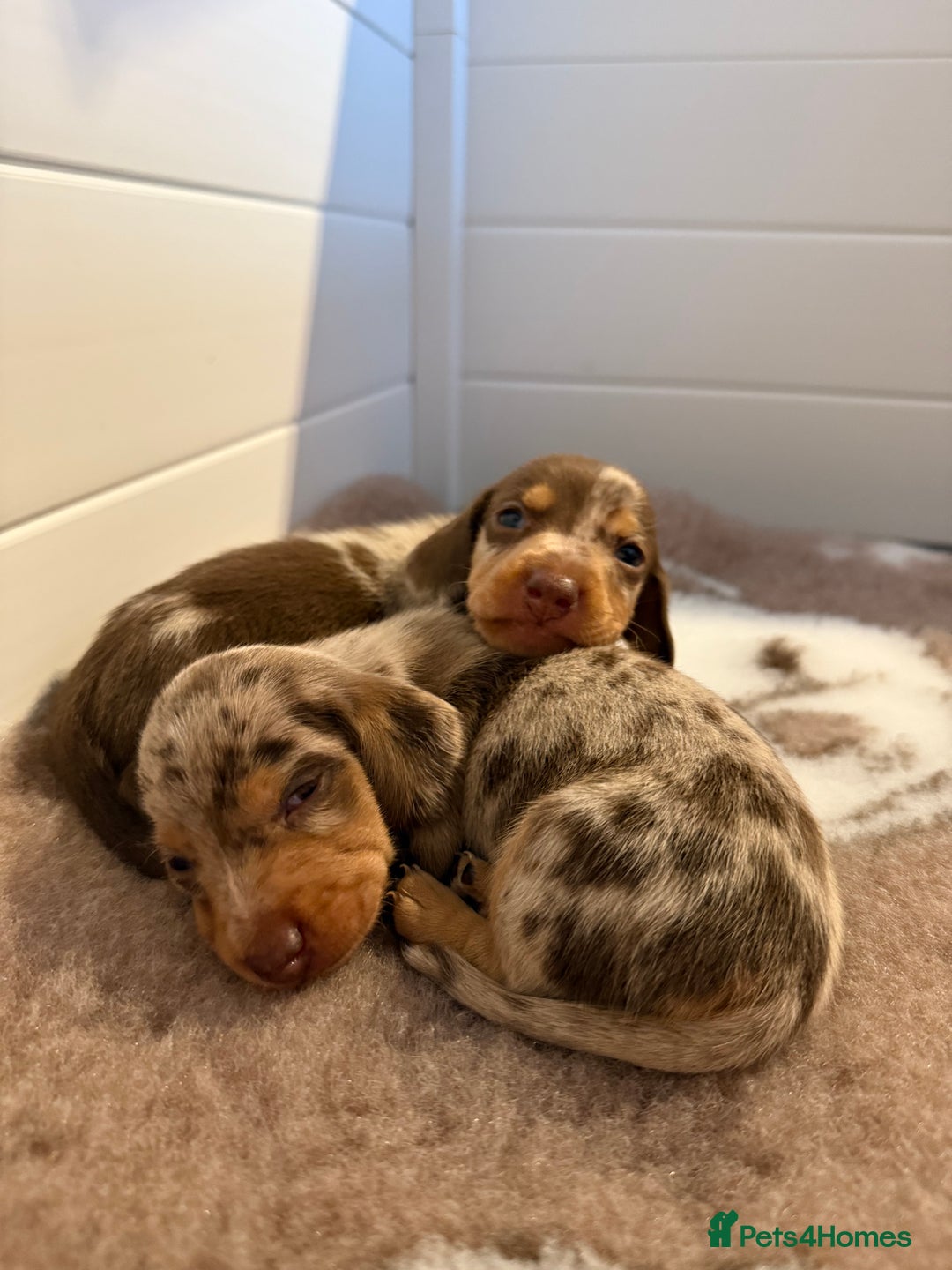 Miniature Dachshund dogs for sale: Miniature Dachshunds Puppies PRA Clear, KC Reg - Image 18