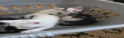 Mixed Breed cats for sale: 5 beautiful kittens ready for new families  - Advert 5