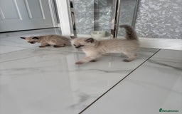 Ragdoll cats for sale: READY TO LEAVE Purebred ragdolls - Image 14