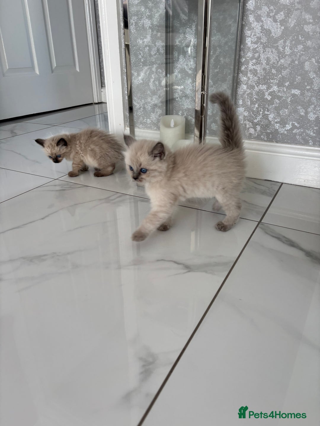 Ragdoll cats for sale: READY TO LEAVE Purebred ragdolls - Image 14