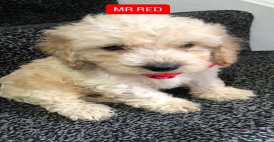 Cockapoo dogs - Advert 10