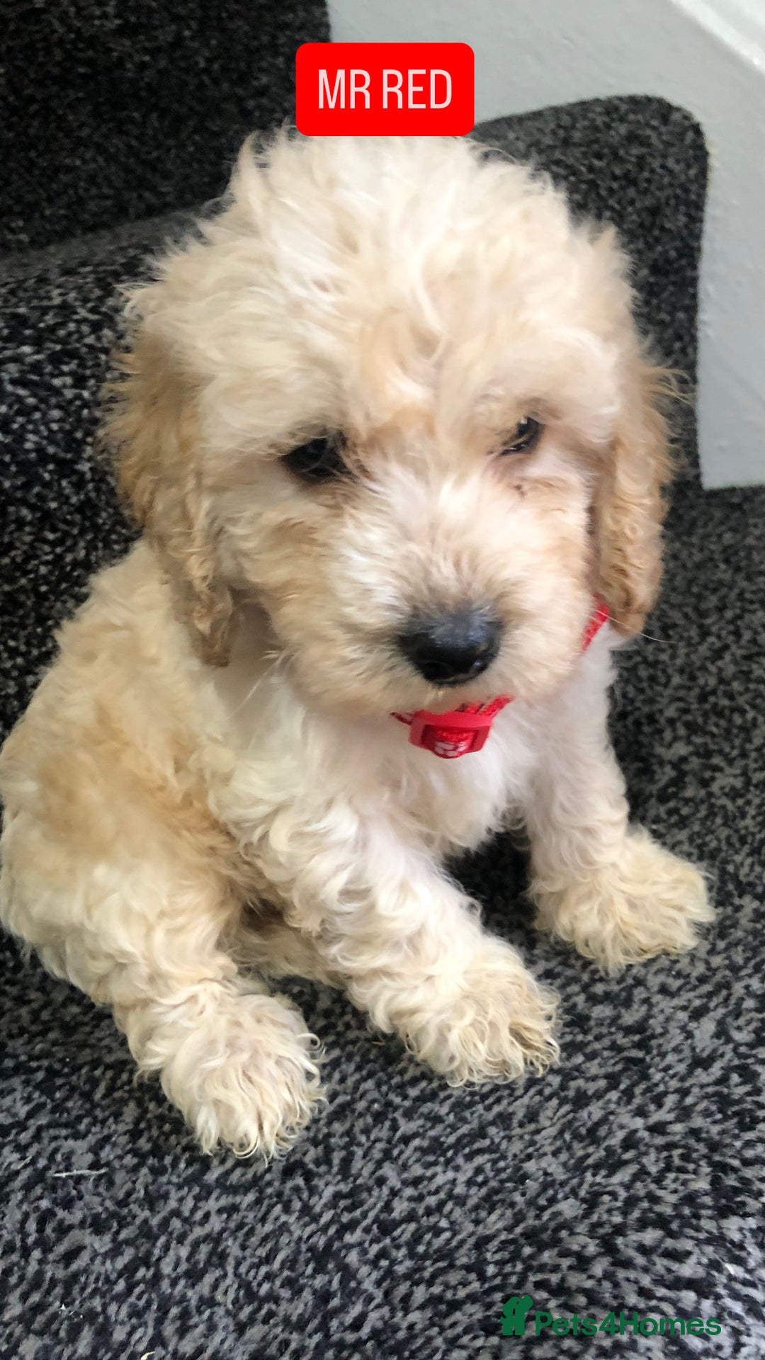 Cockapoo dogs for sale: F1b toy cockapoo puppies - Image 3