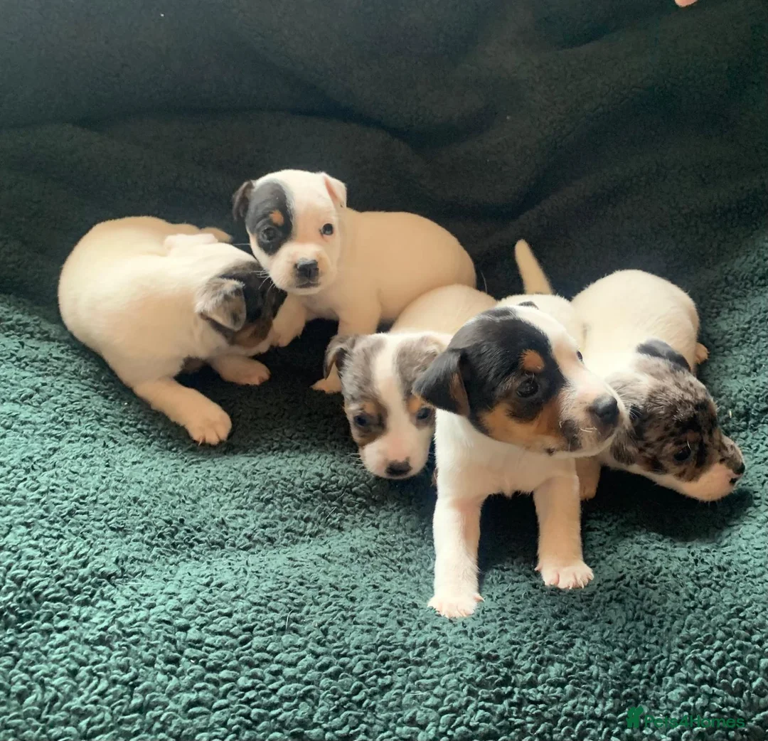 Jack Russell dogs for sale: Jack Russell Puppies  - Advert 2