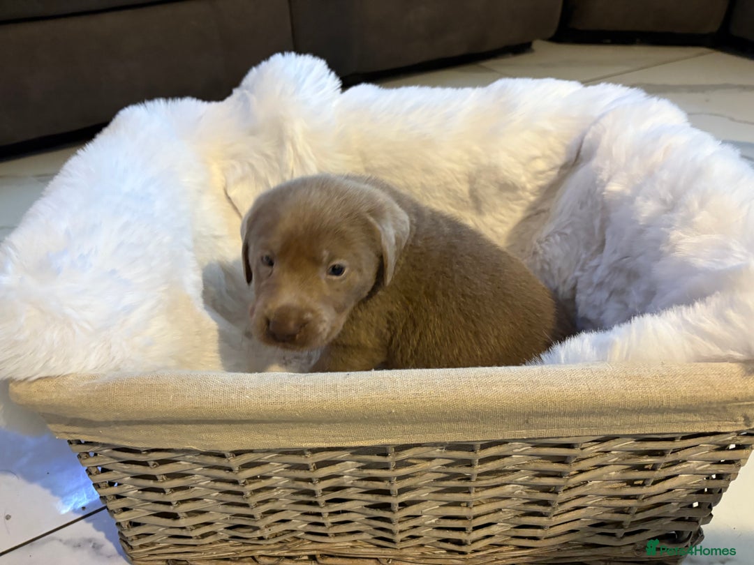 Labrador Retriever dogs for sale: Silver Labrador retriever puppies - Advert 10