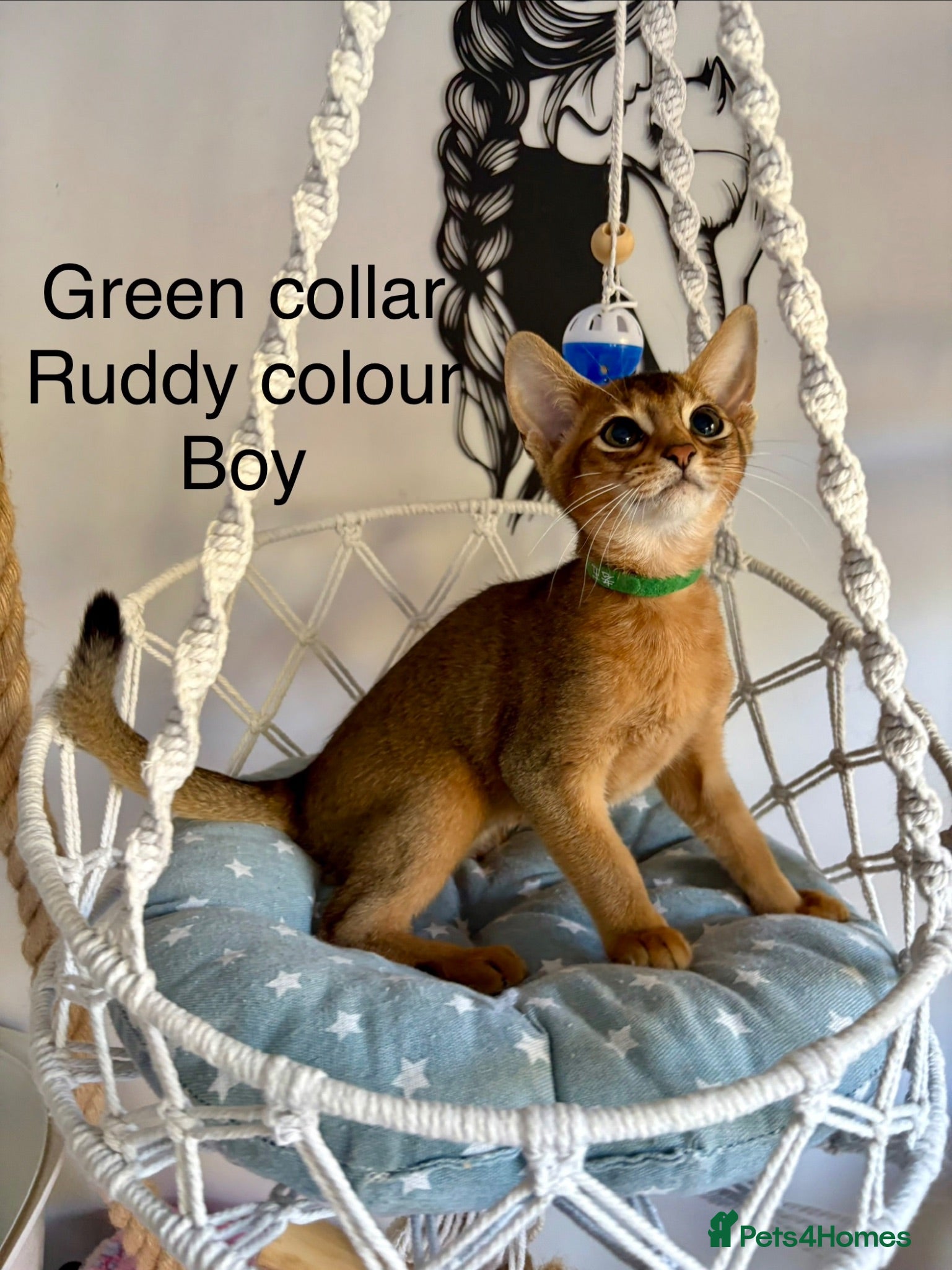 Abyssinian cats Beautiful abyssinian kittens - Advert 4