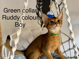 Abyssinian cats Beautiful abyssinian kittens - Advert 4