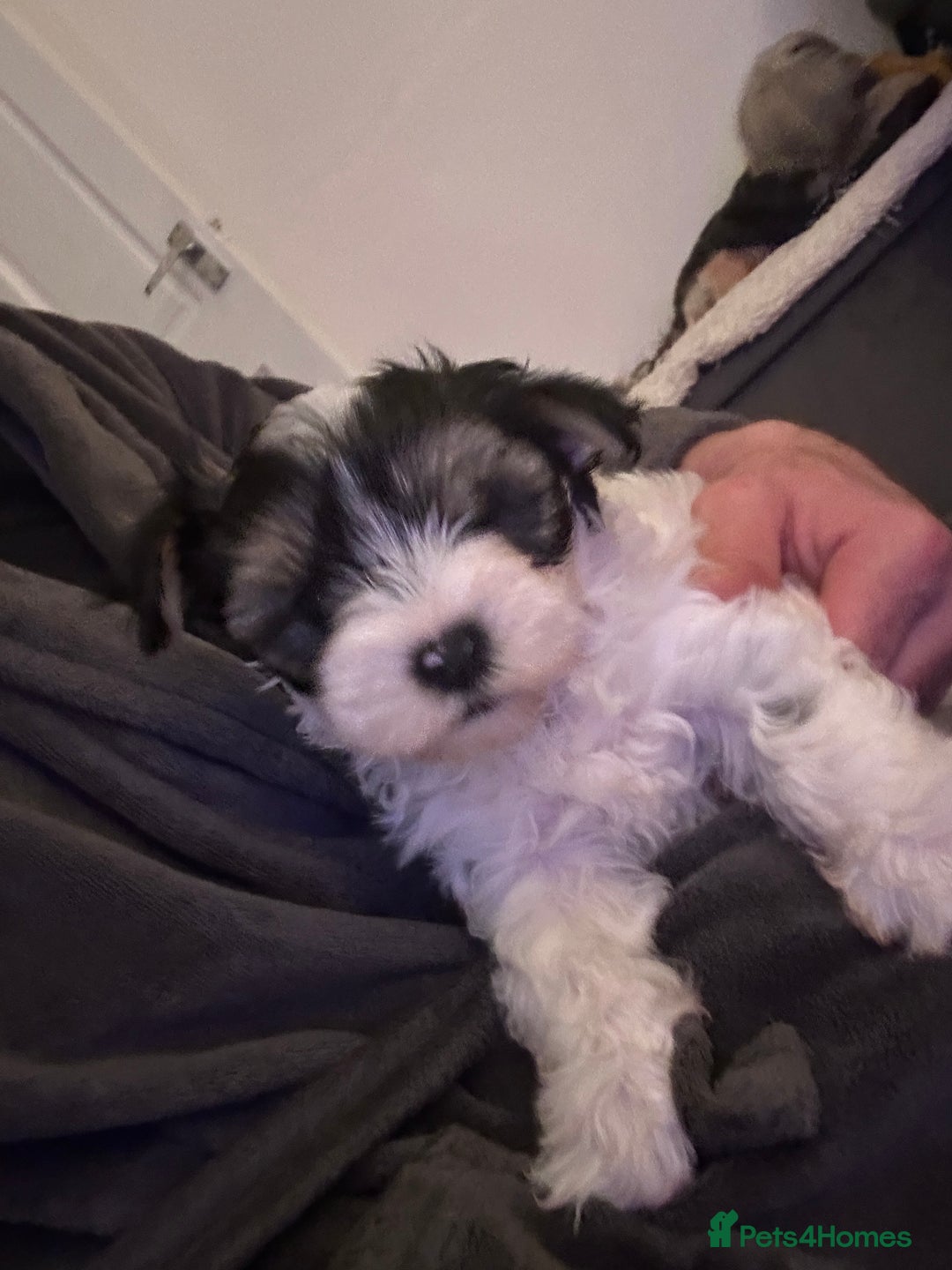Yorkshire Terrier dogs for sale: York terrier puppy - Advert 3