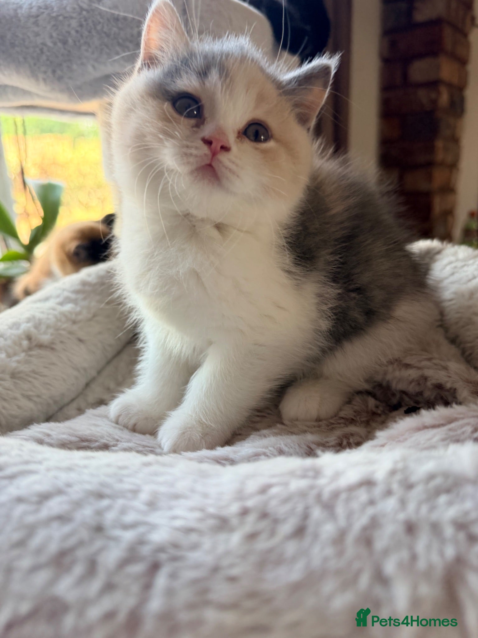 British Shorthair cats Amazing mix of colours from my pet Poppet - Advert 2