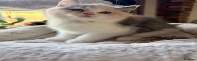 British Shorthair 3 lilac cream bi coloured tortie tortie girl