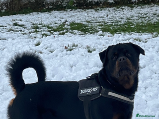 Rottweiler dogs in Telford - Advert 14