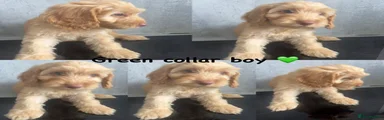 Cockapoo Puppy 1
