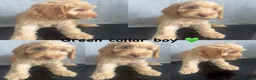 Cockapoo dogs for sale: *READY NOW* - 4 left - cockapoo puppies - Advert 25