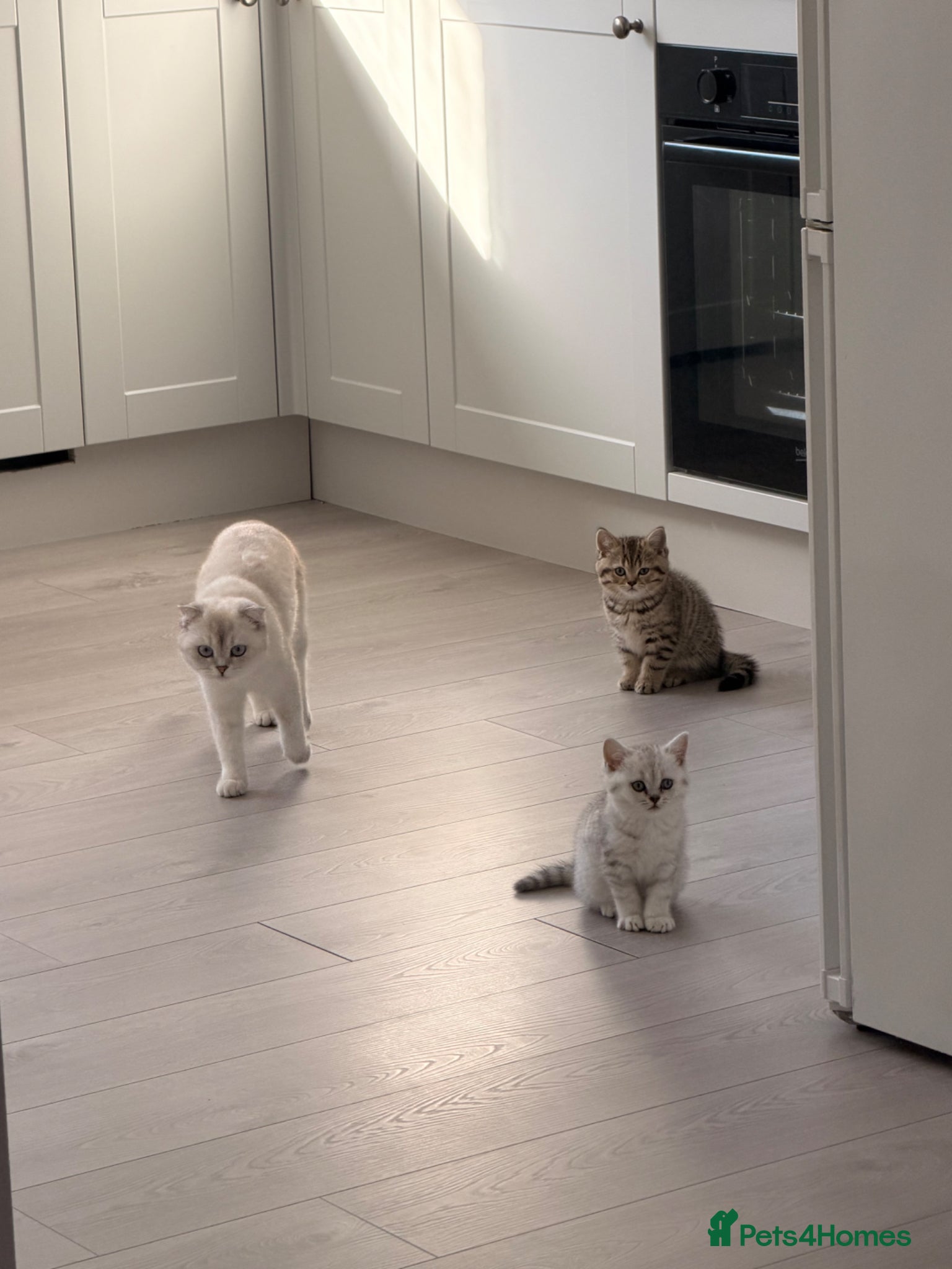 British Shorthair cats Scottish fold / British short hair mix - Advert 1