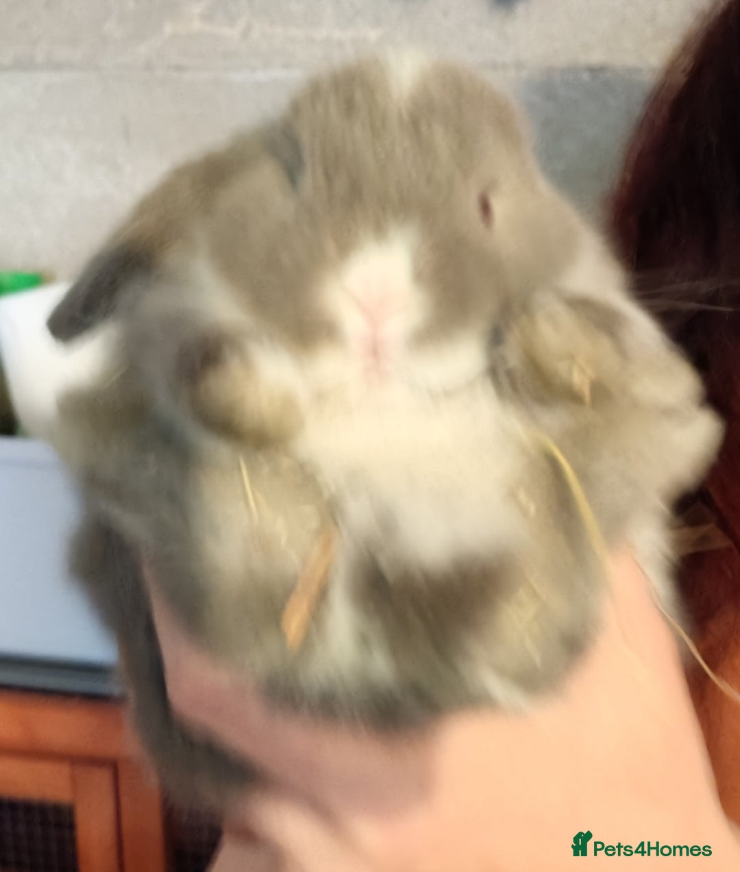 Mini Lop rabbits for sale: Mini lops - Image 7