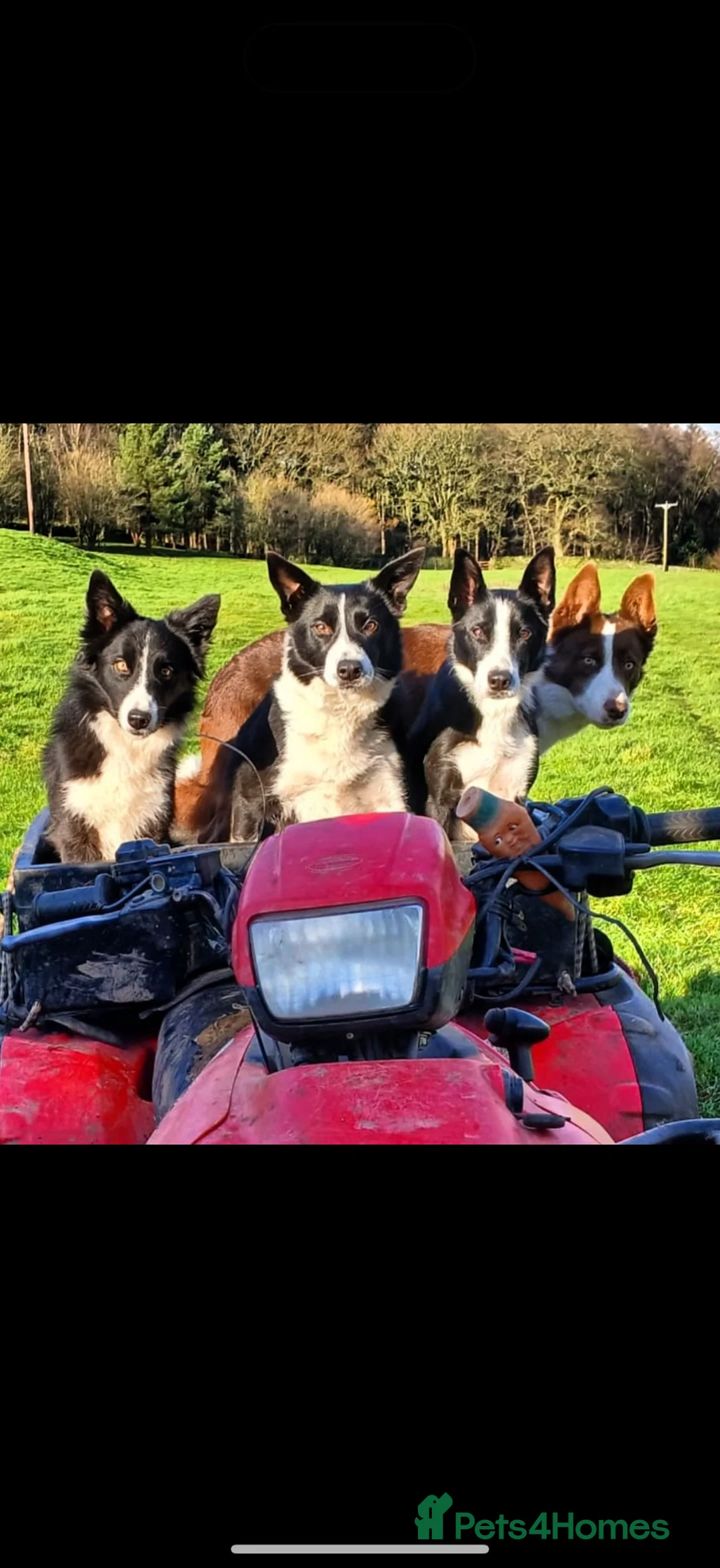 Border Collie dogs for stud: Red & White border collie stud  - Advert 4