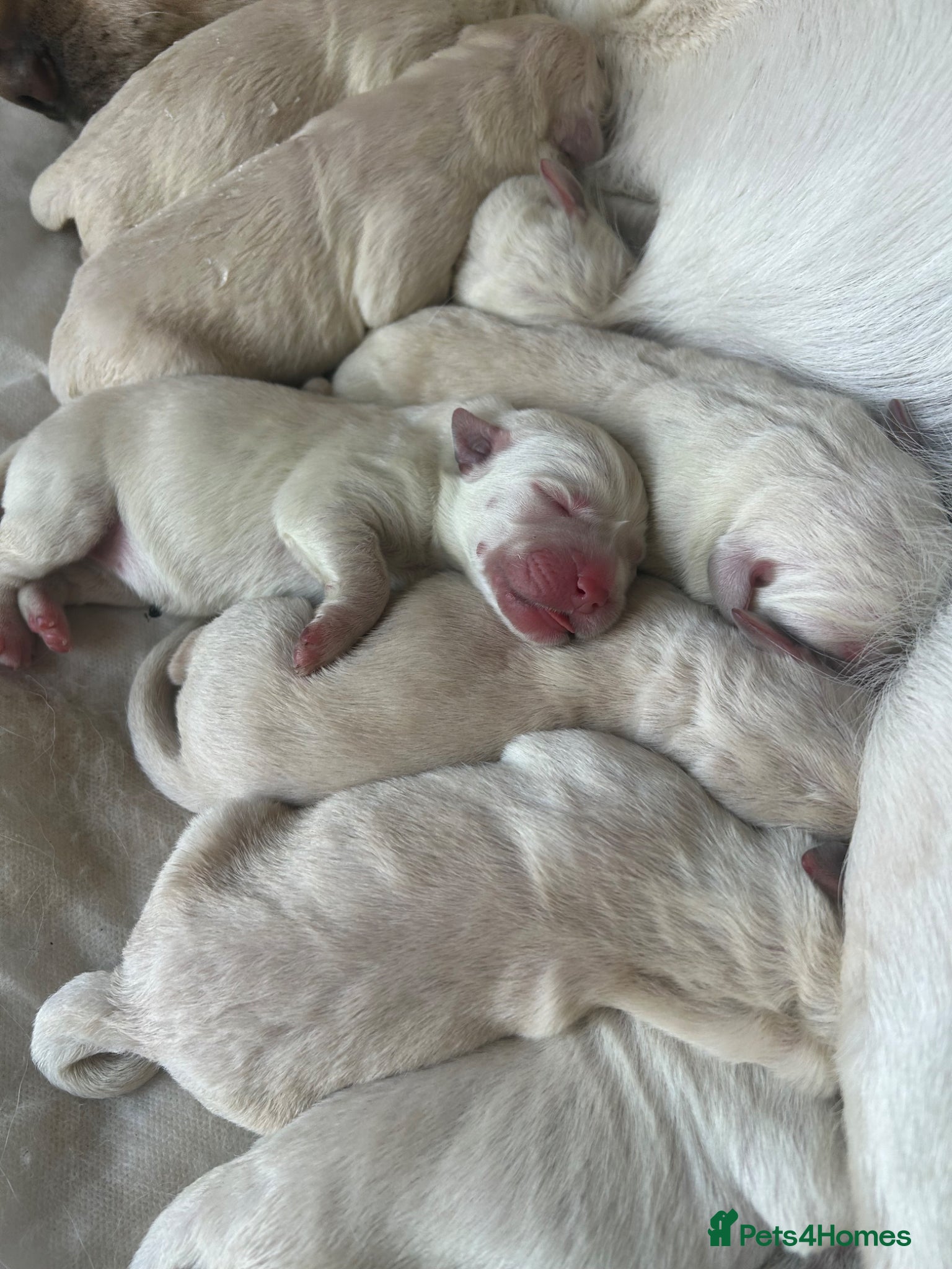Goldador dogs Labrador Retriver FCI x Golden Retriver champion - Advert 18