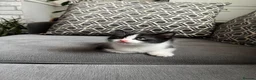 British Shorthair cats for sale: Kittens for sale - Advert 21