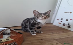 Mixed Breed cats for sale: 2 female cats  - Image 2