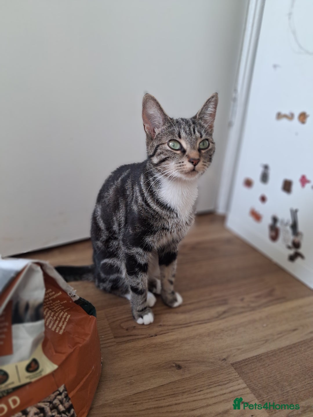 Mixed Breed cats for sale: 2 female cats  - Image 2