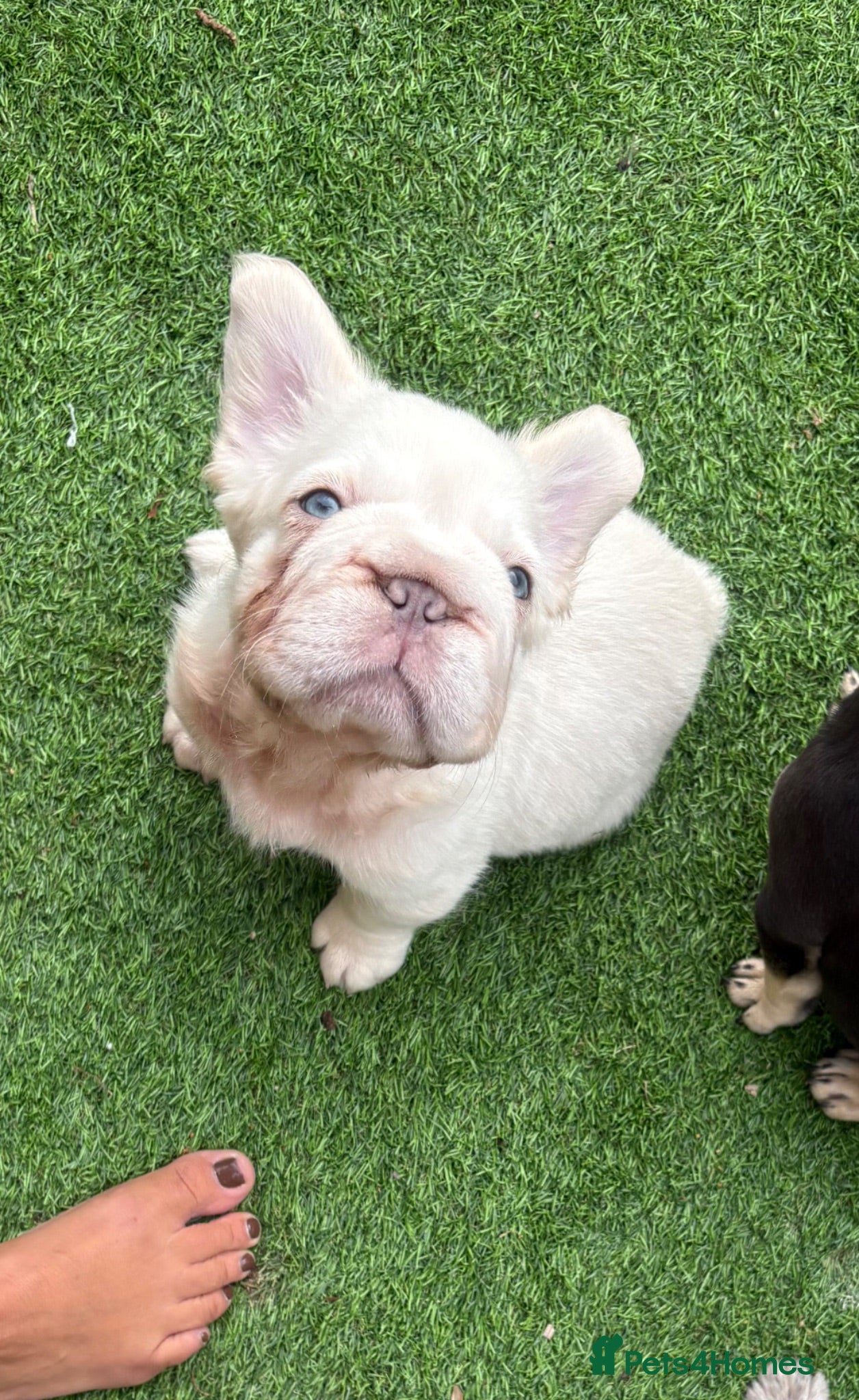 French Bulldog dogs French Bulldog Babies Ready Now - Advert 21