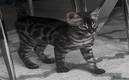 Bengal cats for sale: Breed quality silver bengal kittens 🐆💎🤍🩶🖤 - Image 37