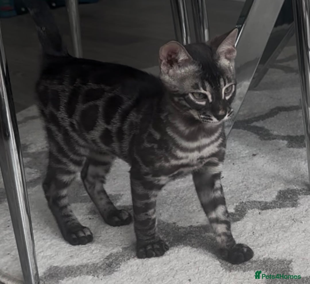 Bengal cats for sale: Breed quality silver bengal kittens 🐆💎🤍🩶🖤 - Image 37
