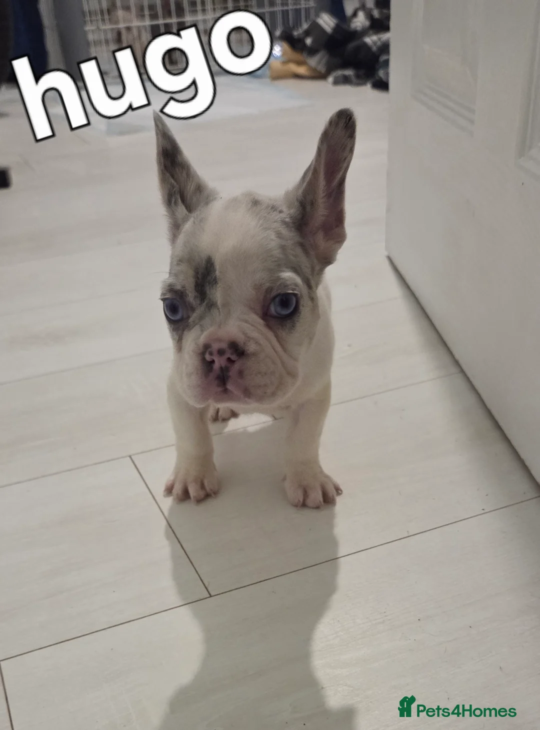French Bulldog dogs for sale: French bulldog puppys kc registered  - Advert 4