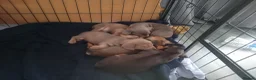 Dachshund dogs for sale: Beautiful liter of pups  in Dudley - Advert 2