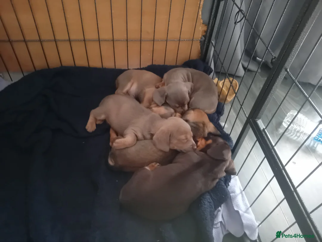 Dachshund dogs for sale: Beautiful liter of pups  in Dudley - Advert 2