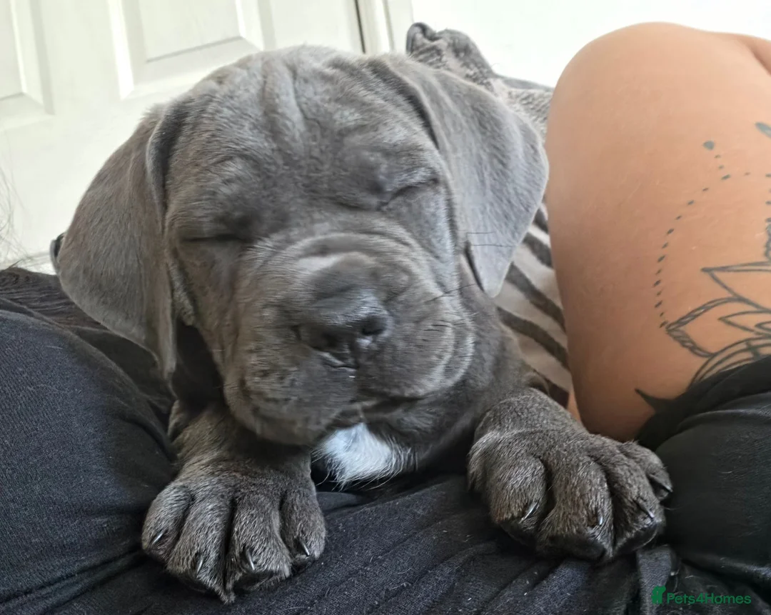 Cane Corso dogs for sale: Cane Corso Puppies - Advert 2