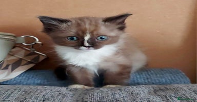 Ragdoll cats - Advert 4