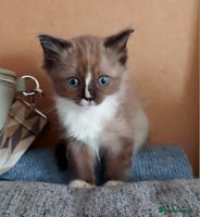 Ragdoll cats - Advert 4