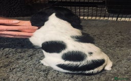 English Springer Spaniel dogs for sale:  Bw Springer spaniel puppies  - Advert 10