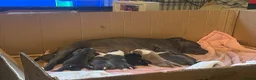 American Bull Staffy dogs for sale: Black and white staff, blue mother, white father  in Doncaster - Advert 6