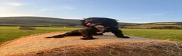 Cocker Spaniel dogs for sale: Beautiful Working cocker spaniels - Advert 5