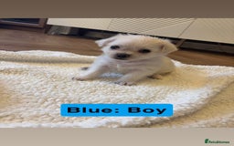 Mixed Breed dogs for sale: Beautiful Pug × Bichon Frise Puppies – Ready 08/12 - Advert 8