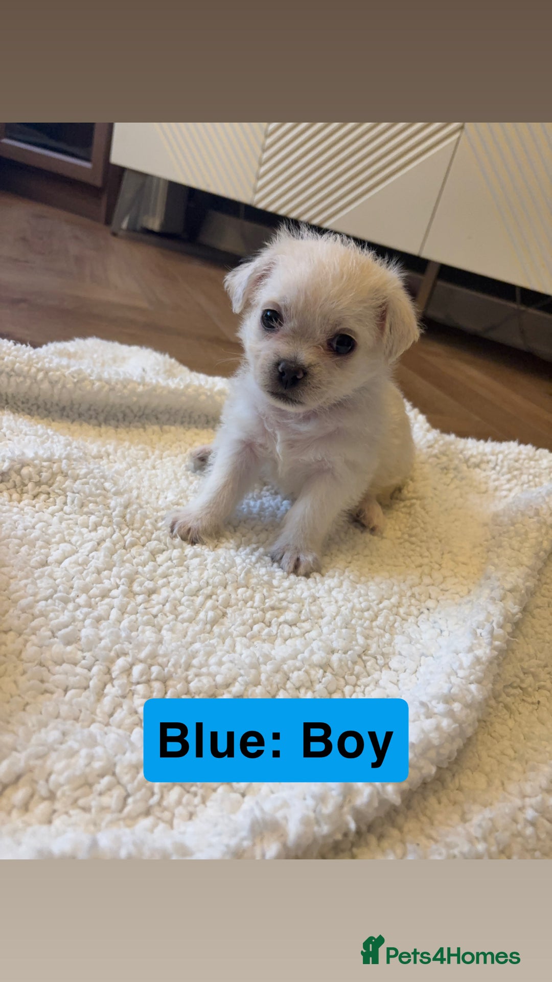 Mixed Breed dogs for sale: Beautiful Pug × Bichon Frise Puppies – Ready 08/12 - Advert 8