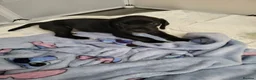 Mixed Breed dogs for sale: Springer cockadors in Swindon - Advert 6