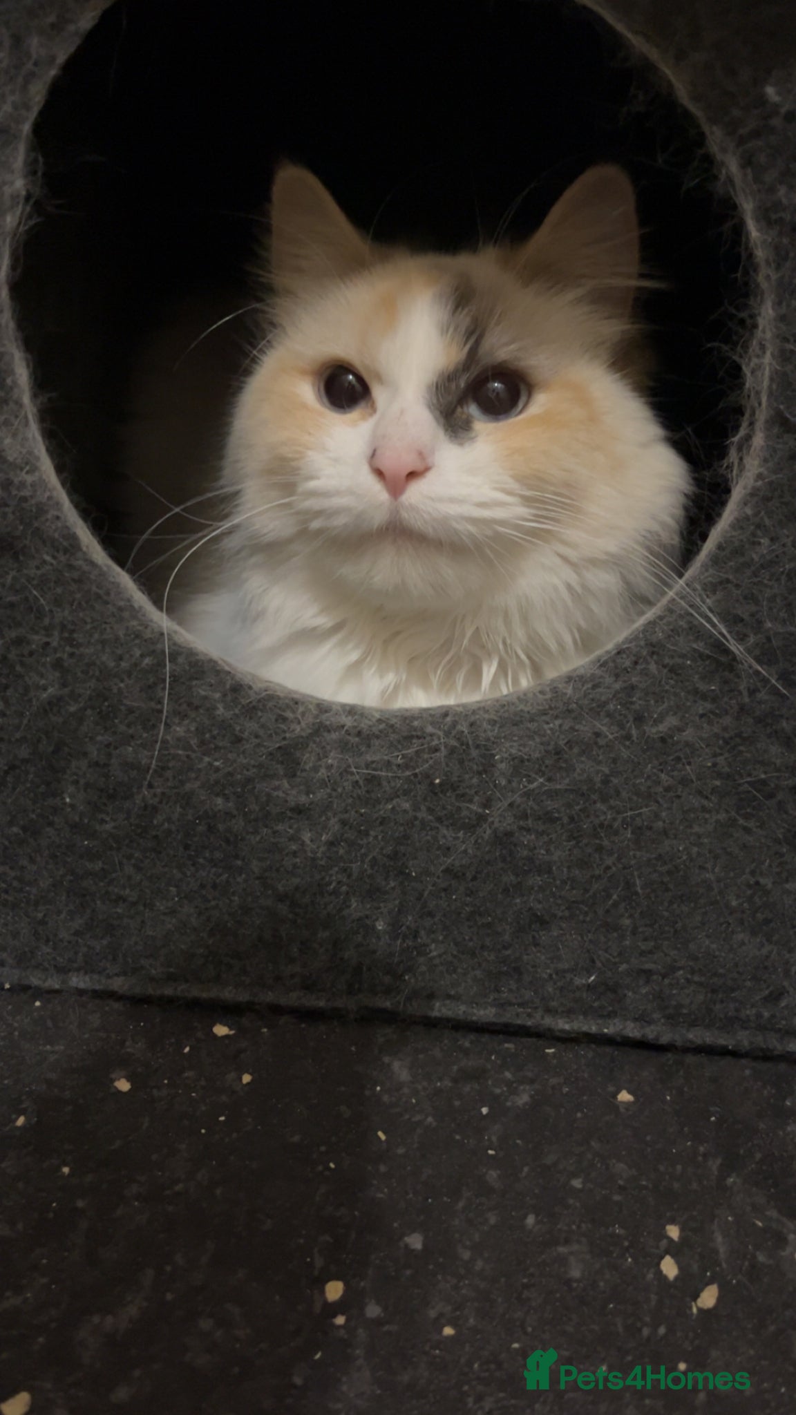 Ragdoll cats Female tortie ragdoll  - Advert 1