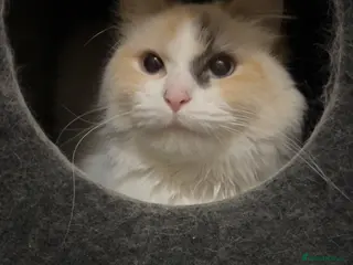 Ragdoll cats Female tortie ragdoll - Advert 1