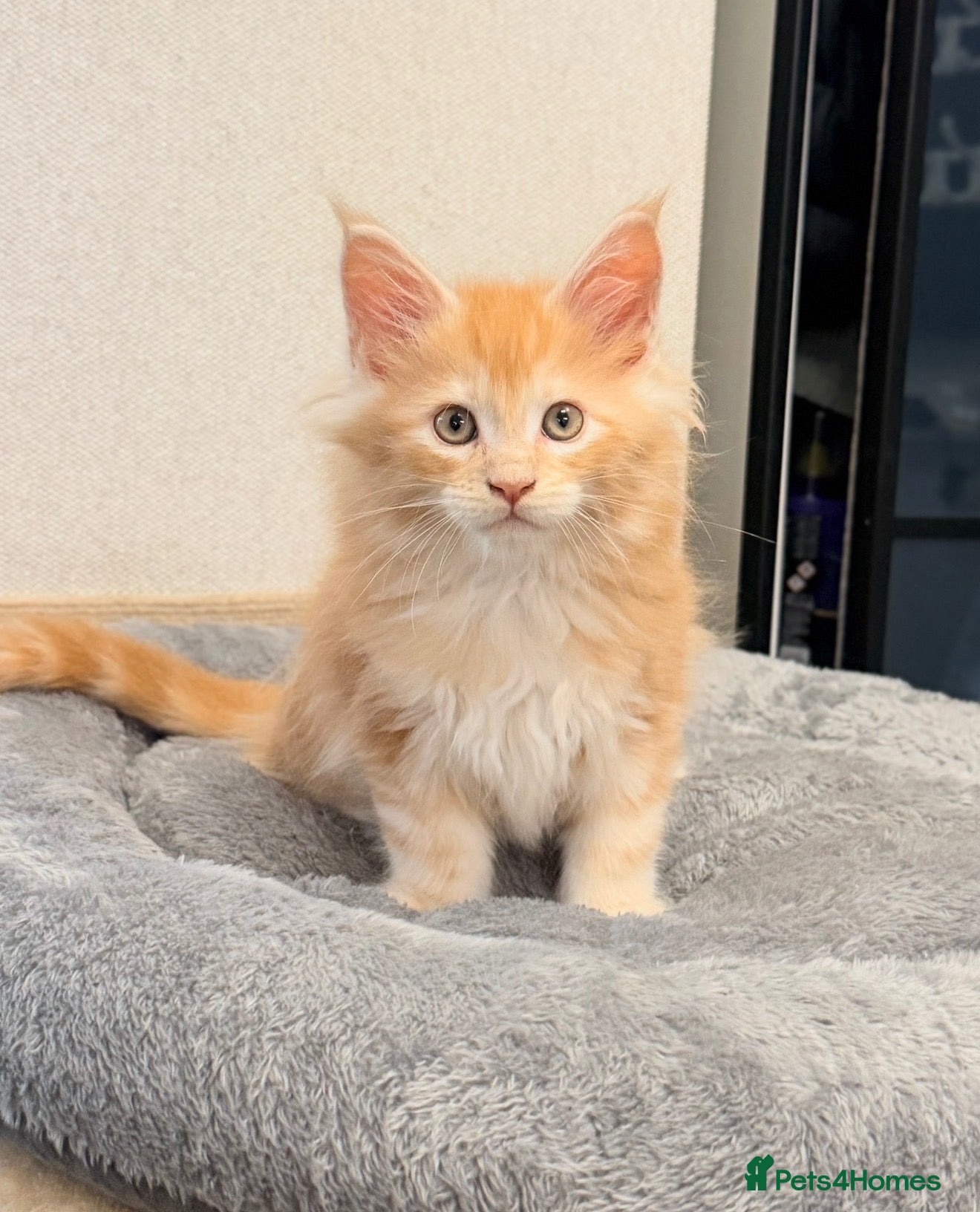 Maine Coon cats 1 CREAM BOY LEFT FULL MAINE COON LOOKING FOR HOME - Advert 11