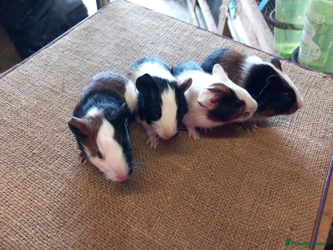 Guinea Pig rodents for sale: Baby guinea pigs for sale  - Image 2