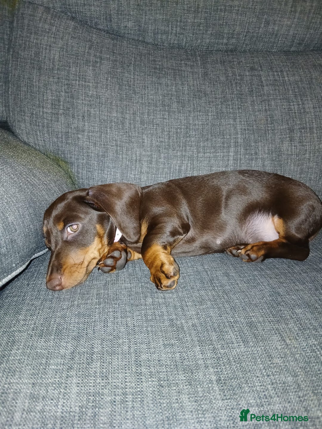 Miniature Dachshund dogs for sale: Miniature dachshund girl - Advert 3